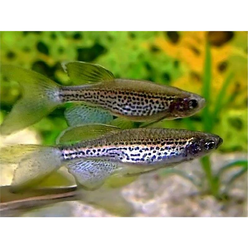 Brachydanio frankei long fin - imagine 5